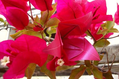 Flor de origami de 3 pétalas