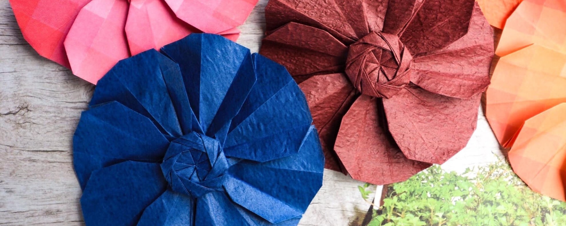 Flor Cosmos, designer Flaviane Koti